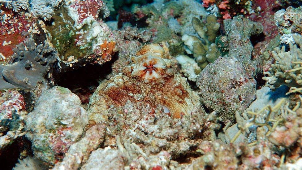 Octopus camouflage