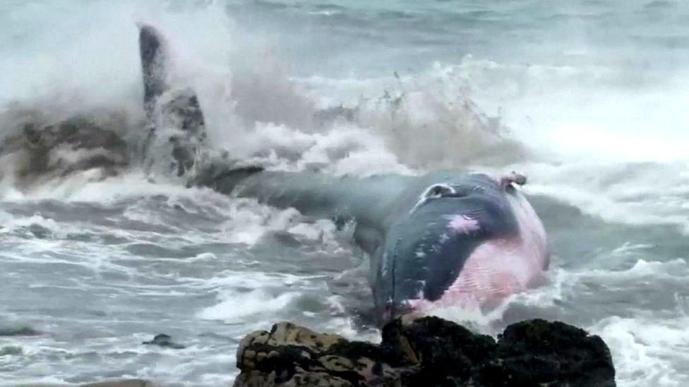 A whale beached in Chile