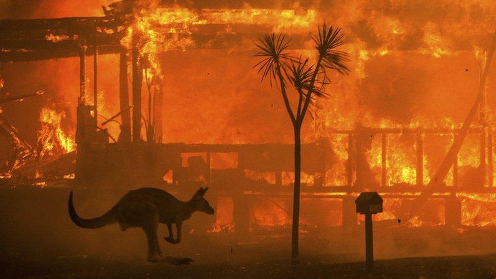 A kangaroo rushes past a burning house