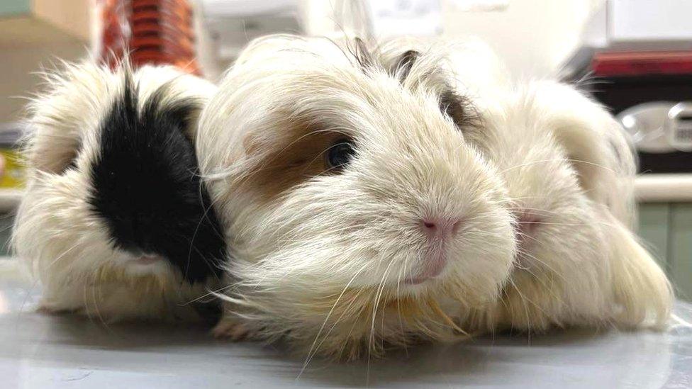 Rescued guinea pigs