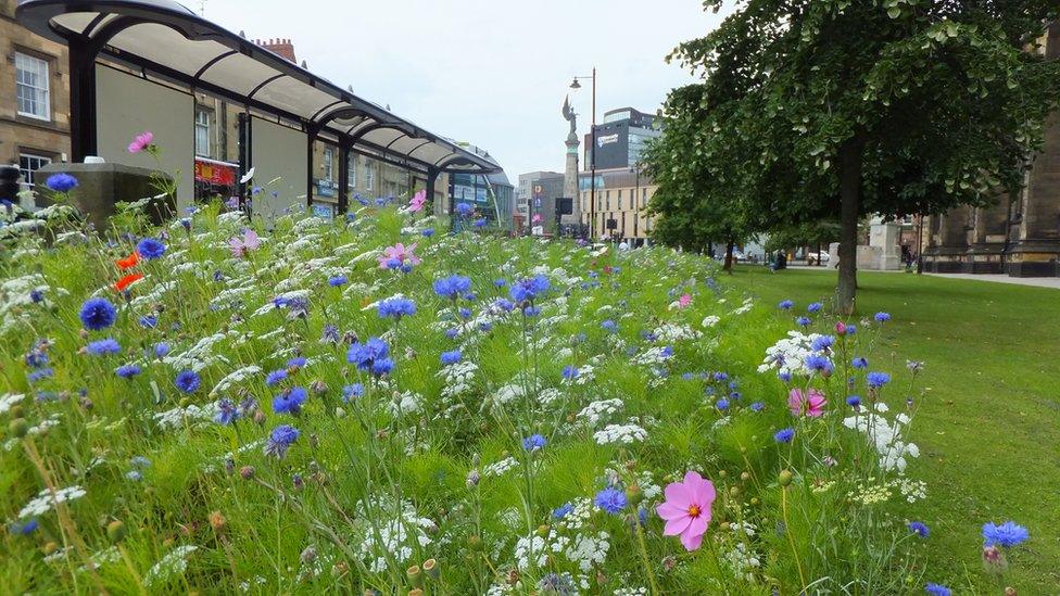 Roadside meadow in Newcastle