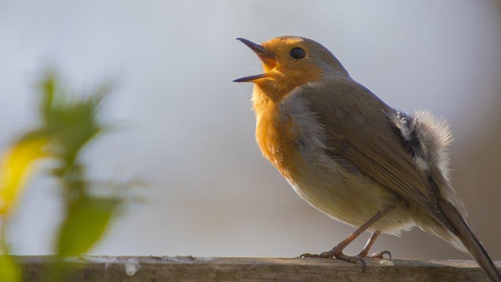 A robin singing