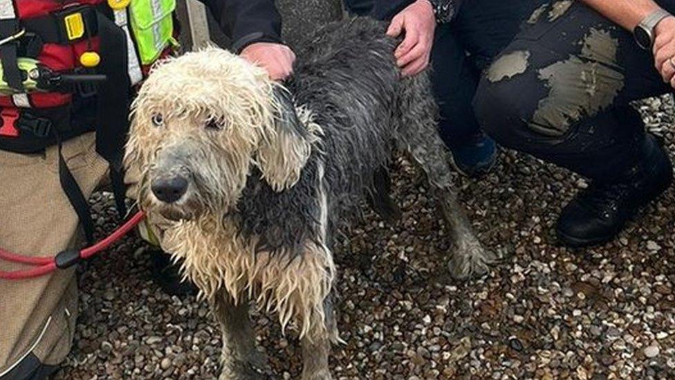 Old English sheepdog May with the firefighters who rescued her