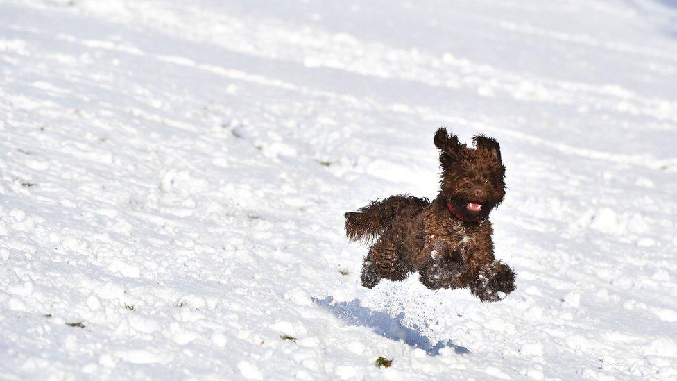 Dog in snow