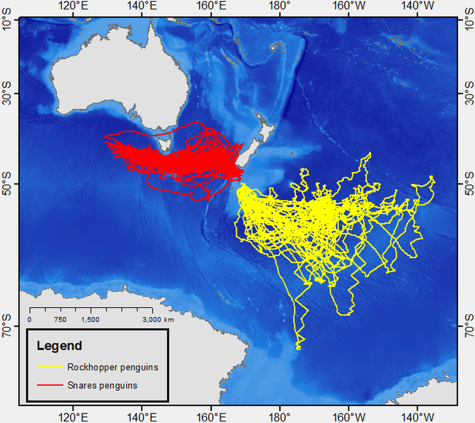 A map showing where the rockhopper and Snares penguins travelled