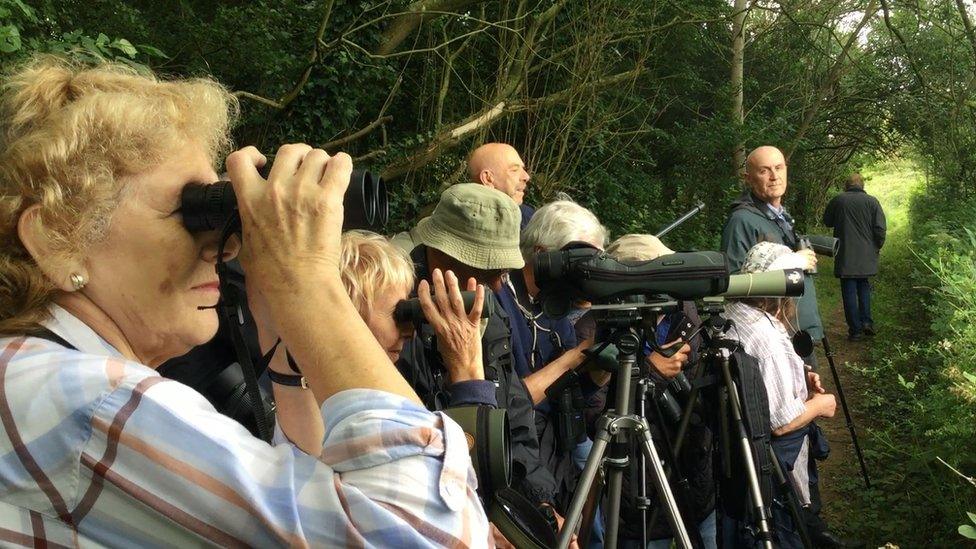 Crowds watching bee-eaters