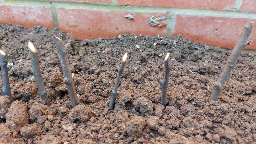 Hardwood elm cuttings