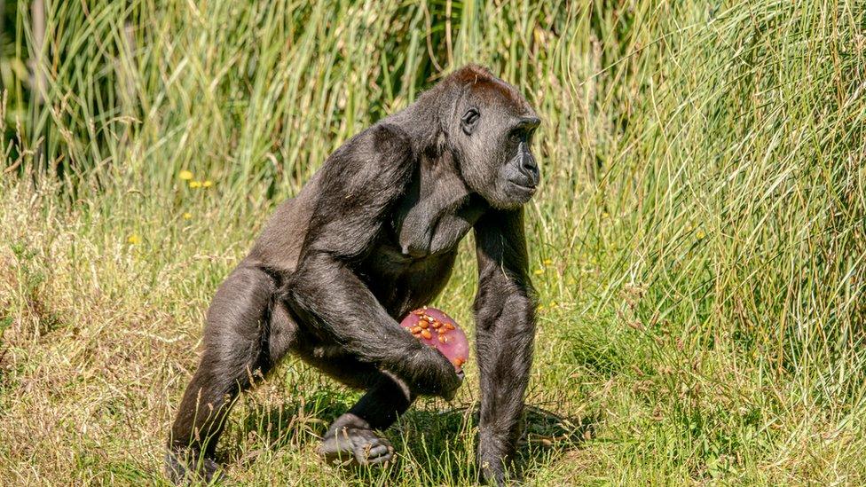 Western lowland gorilla Gernot enjoys ice lollies during UK heatwave