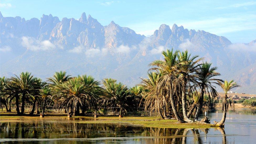 A majestic mountain range rises in the distance behind an oasis of palm trees on Socotra