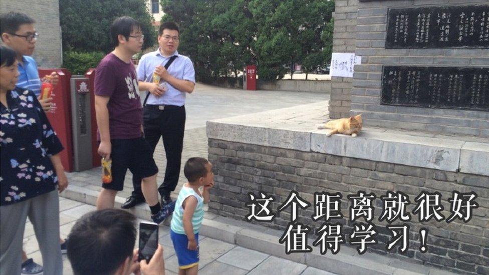 Visitors looking at one of the cats, with text overlaying telling people to keep their distance