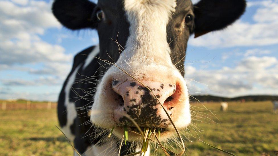 cow eating grass