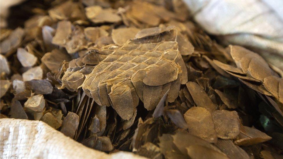 Some of the pangolin scales seized at by customs officers in Hong Kong, 1 February 2019