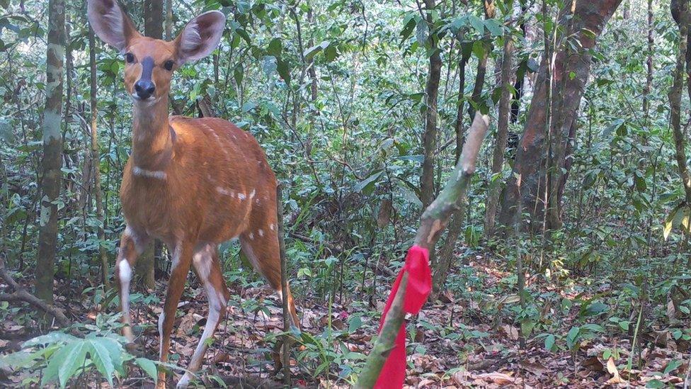 Bushbuck