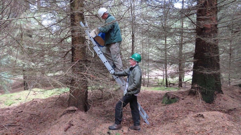 Pine marten boxes