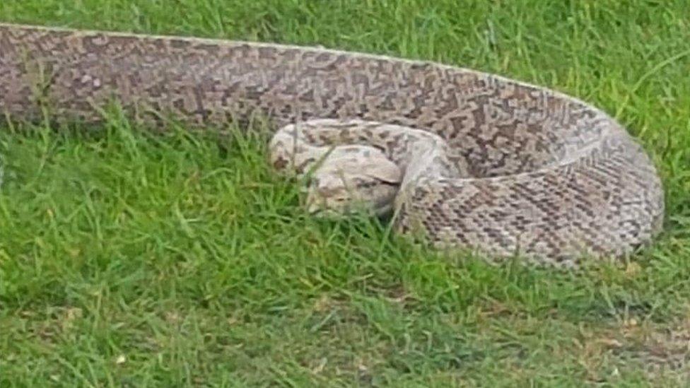 Sammi the Burmese Python