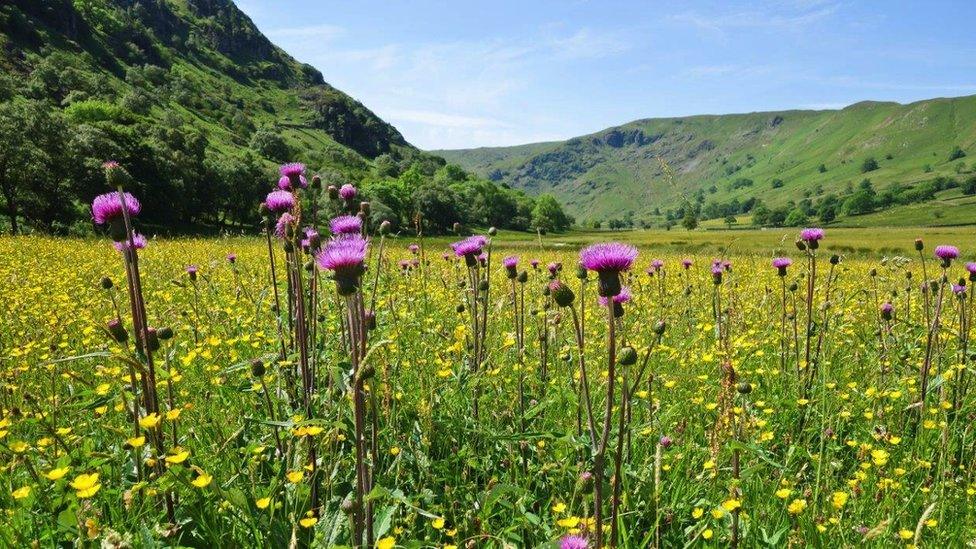 The meadows in Swindale in full bloom