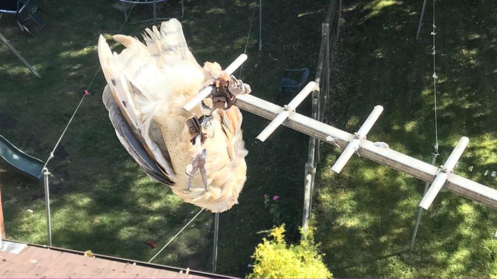 The barn owl on the TV aerial