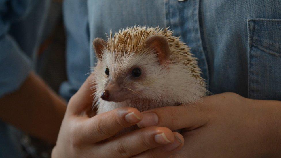 Harry the hedgehog being held by a visitor to the hedgehog cafe