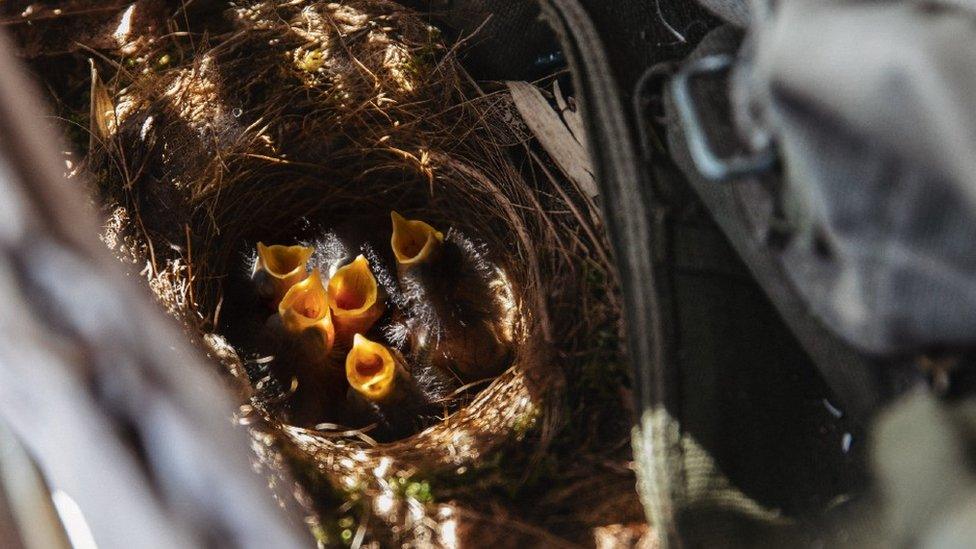 Chicks begging for food