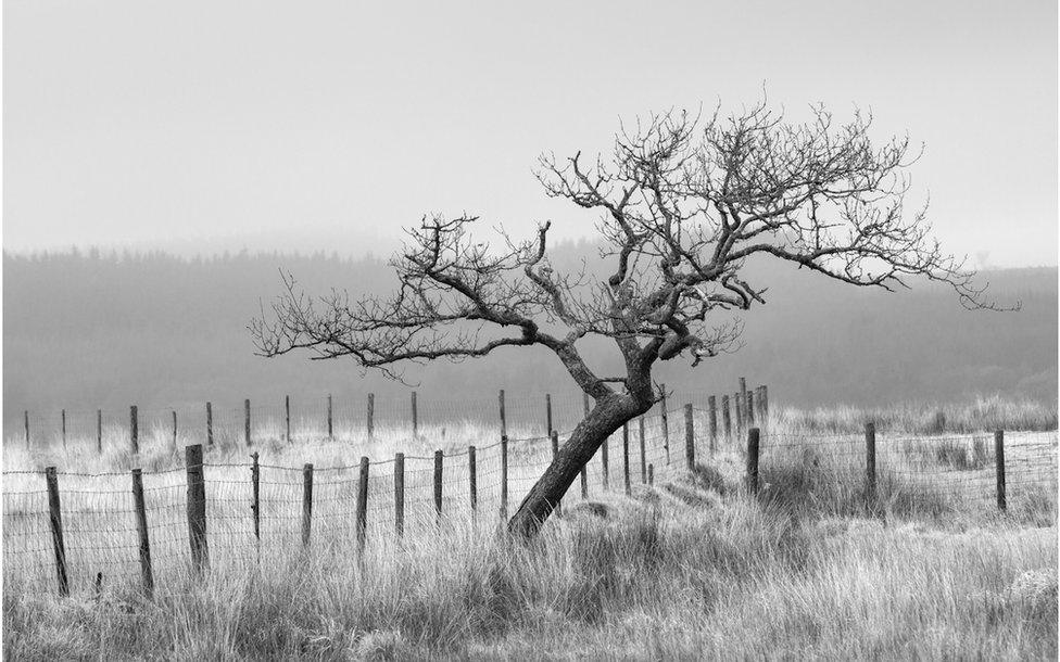 Coeden â changhennau noeth, Bannau Brycheiniog