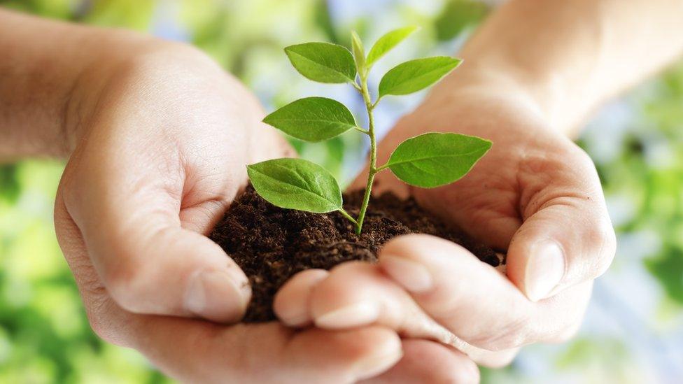 baby tree in hands