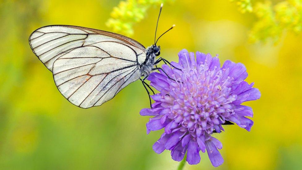 black-veined white butterfly