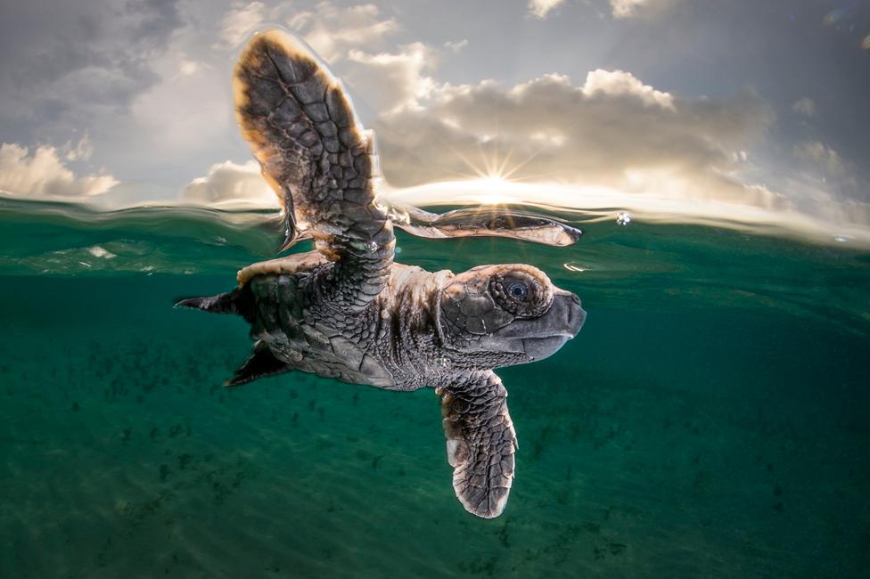 A hawksbill turtle hatchling heading out to sea