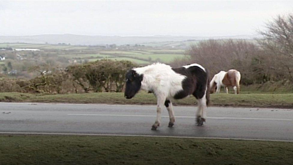 Pony on Bodmin Moor