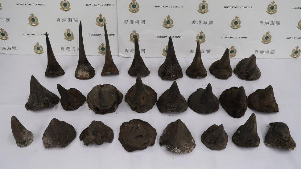 photo released by Hong Kong Customs and Excise Department of seized rhino horns