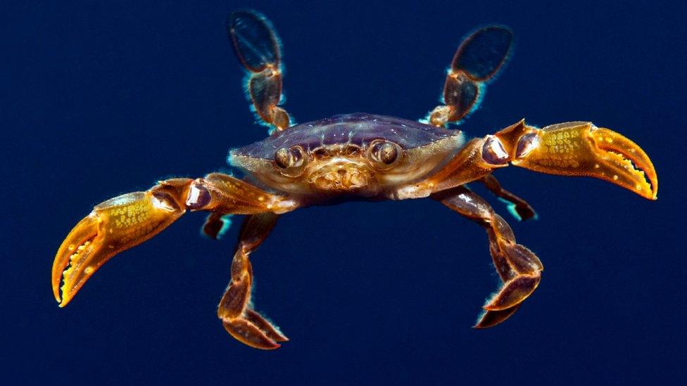 A crab