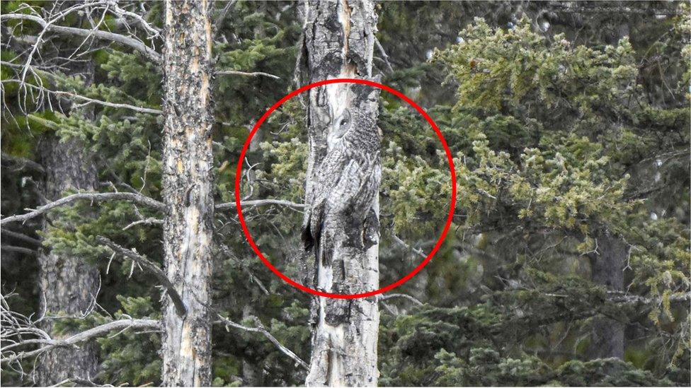 hidden-owl-revealed-with-a-circle.