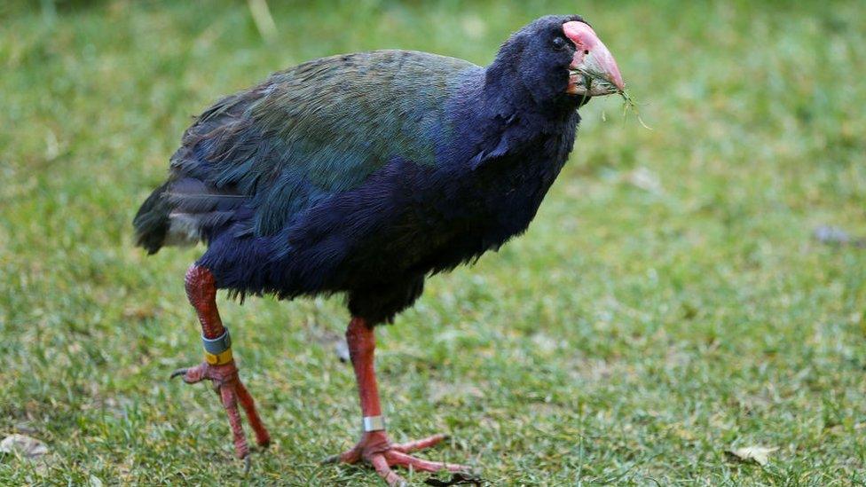 takahe.