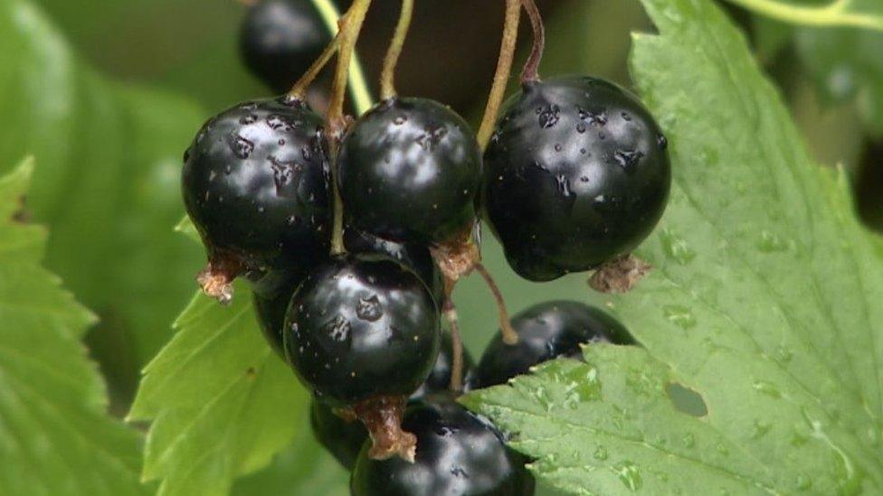 Blackcurrants