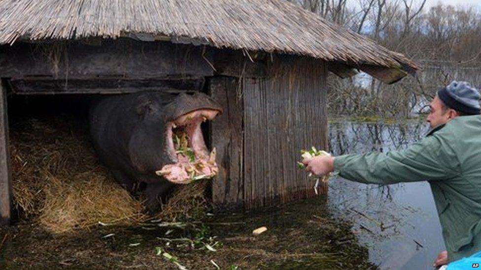 Nikica the hippo returns to the zoo after escaping