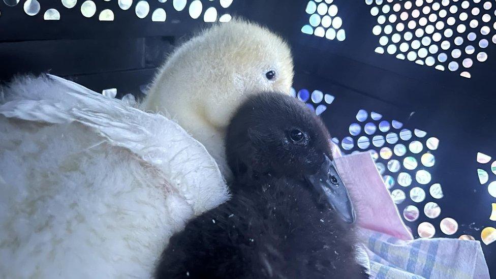 Two ducklings