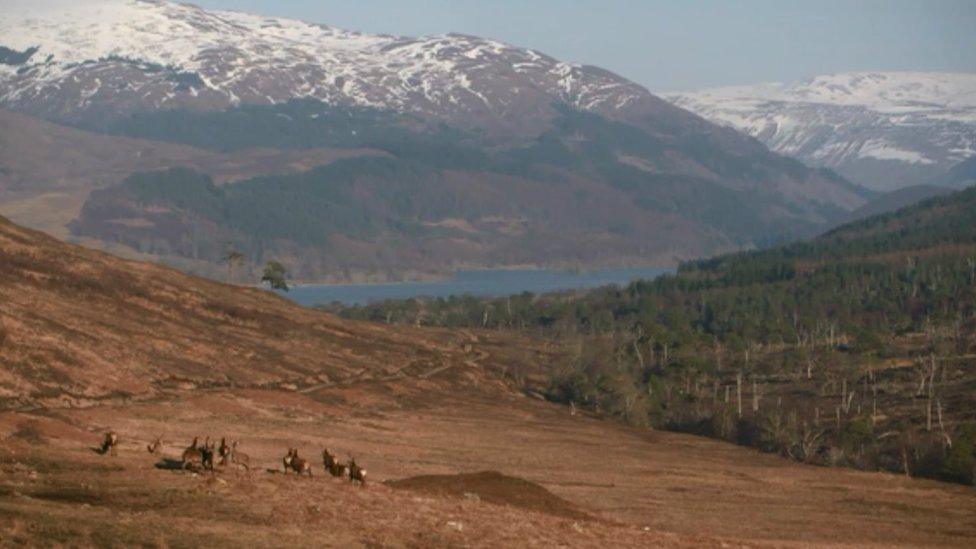 Deer on the Achnacarry Estate