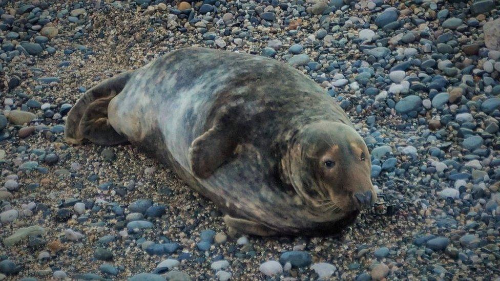 Seal at Angel Bay in Conwy county