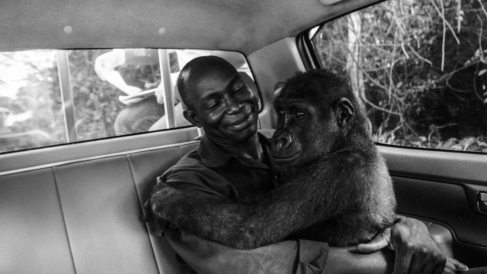 A lowland gorilla in the car with her caretaker