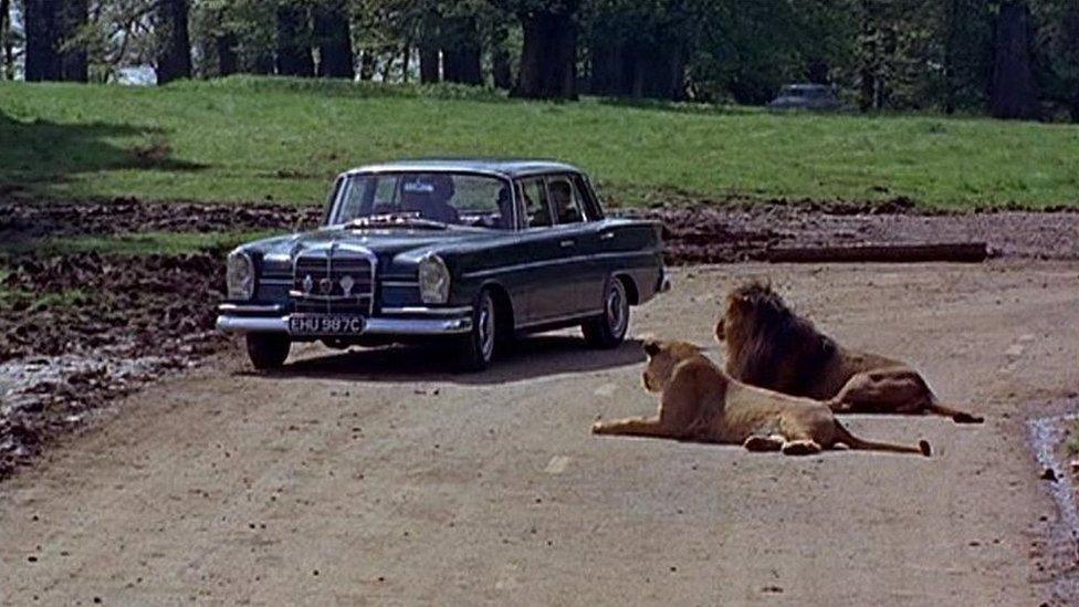 Longleat Safari Park, Wiltshire