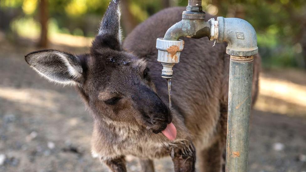 A wallaby drinking from a garden tap