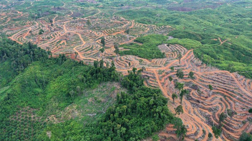 Palm plantations in Aceh