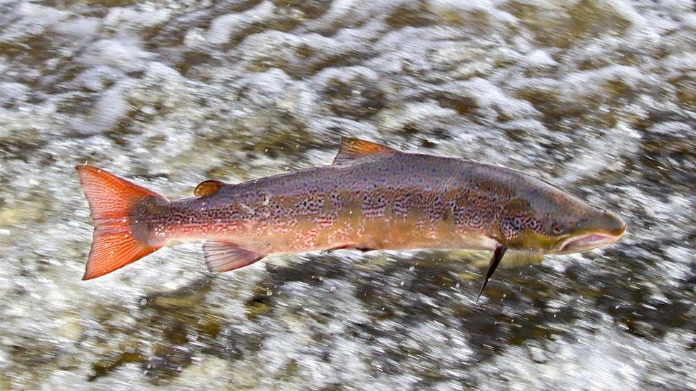 Leaping Shrewsbury salmon