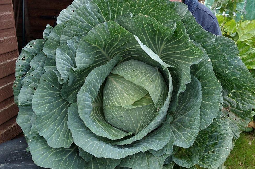 Giant Cornish heirloom cabbage