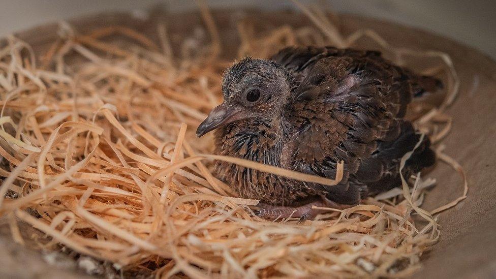 Socorro dove chick