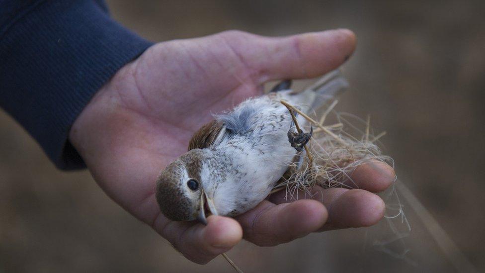 Red-backed Shrike, Lanius collurio, cut out from a trappers illegal mist net, Cyprus