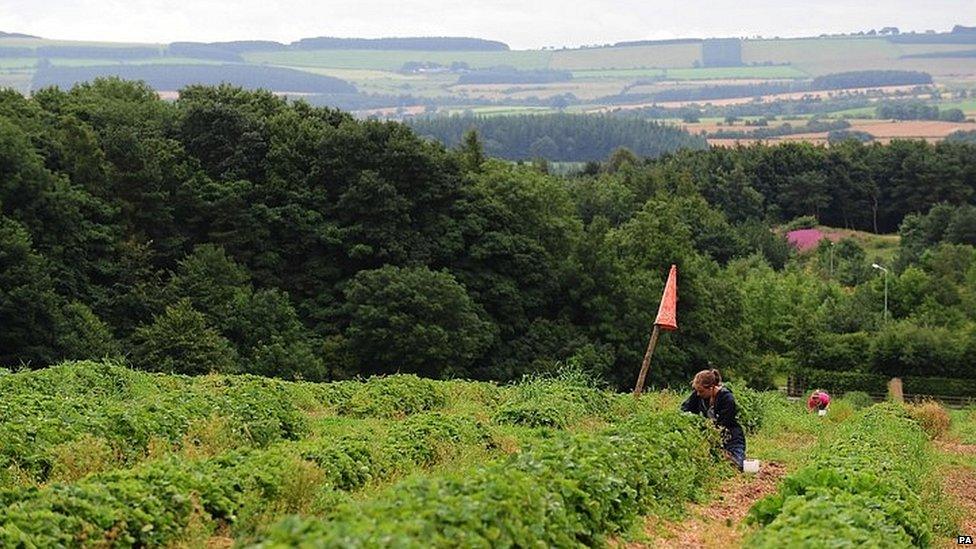 Fruit pickers in Northumberland