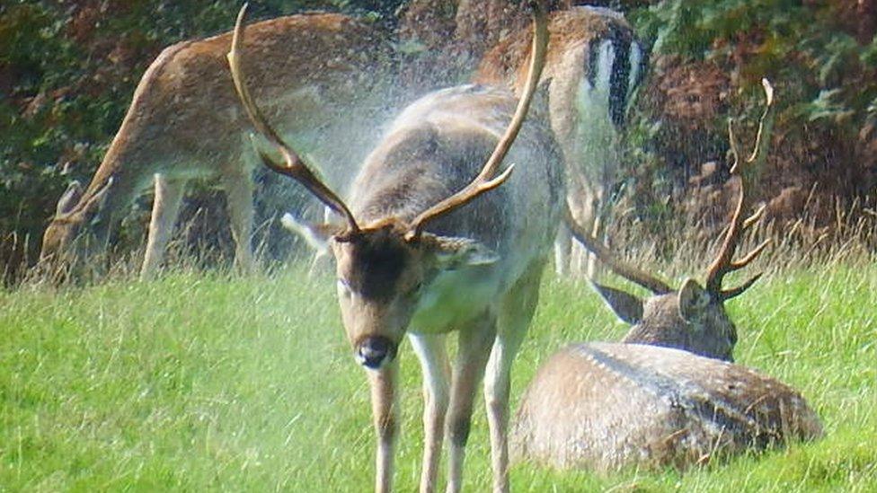 Deer at Dinefwr Park, Carmarthenshire