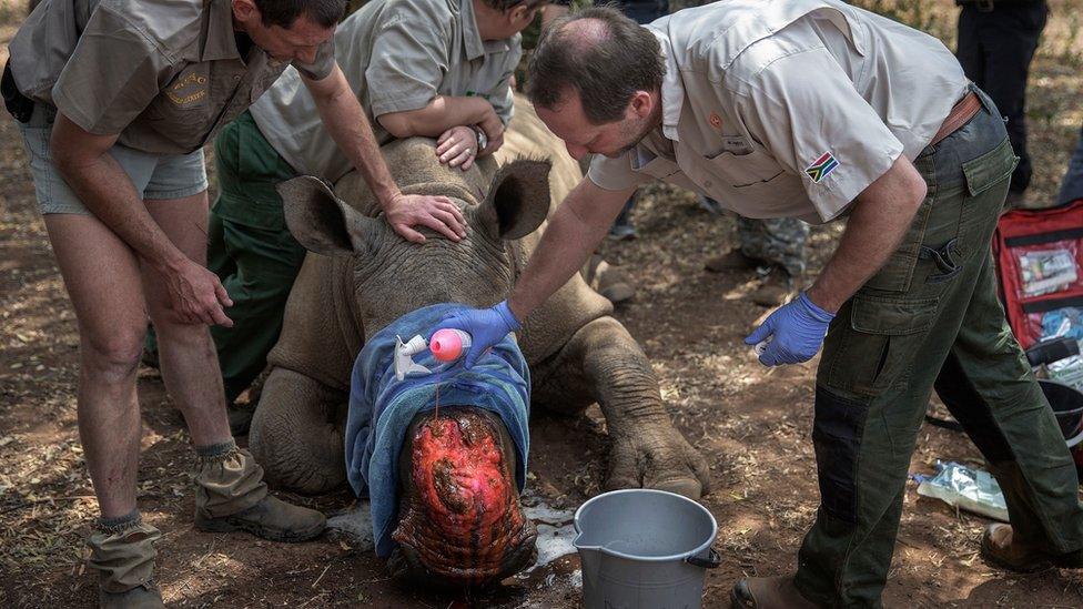 dehorned rhino is treated