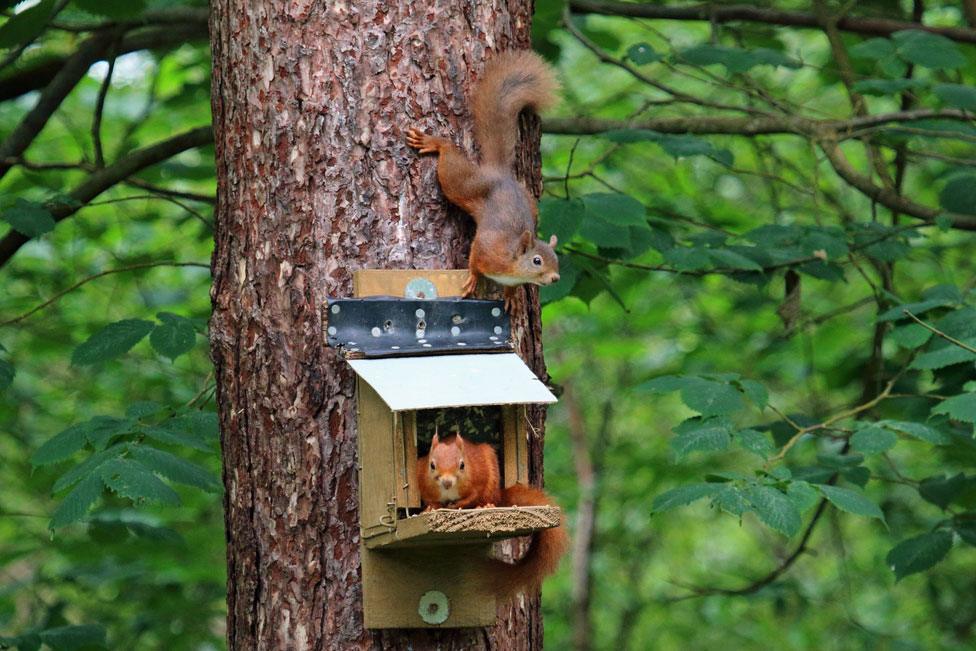 Two red squirrels use a nesting box