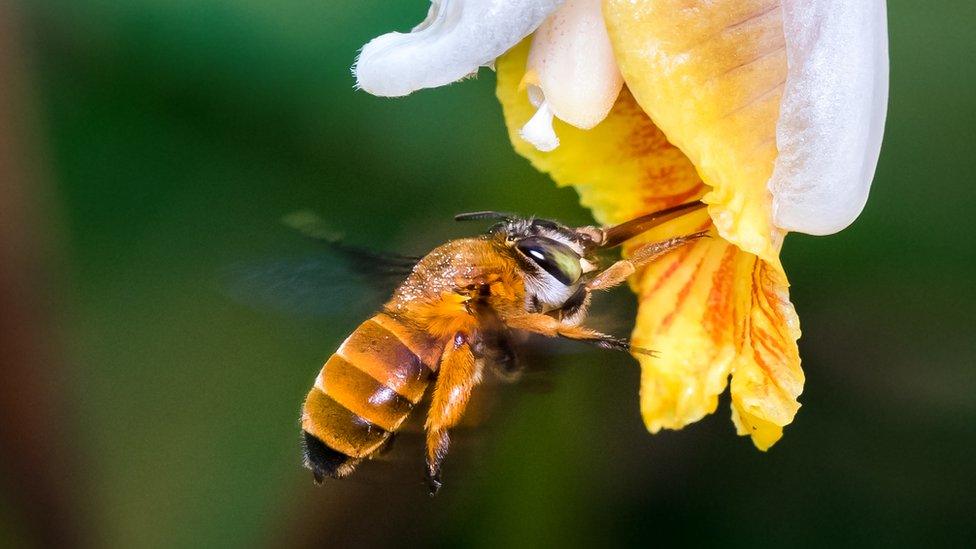 Bee pollinating a flower